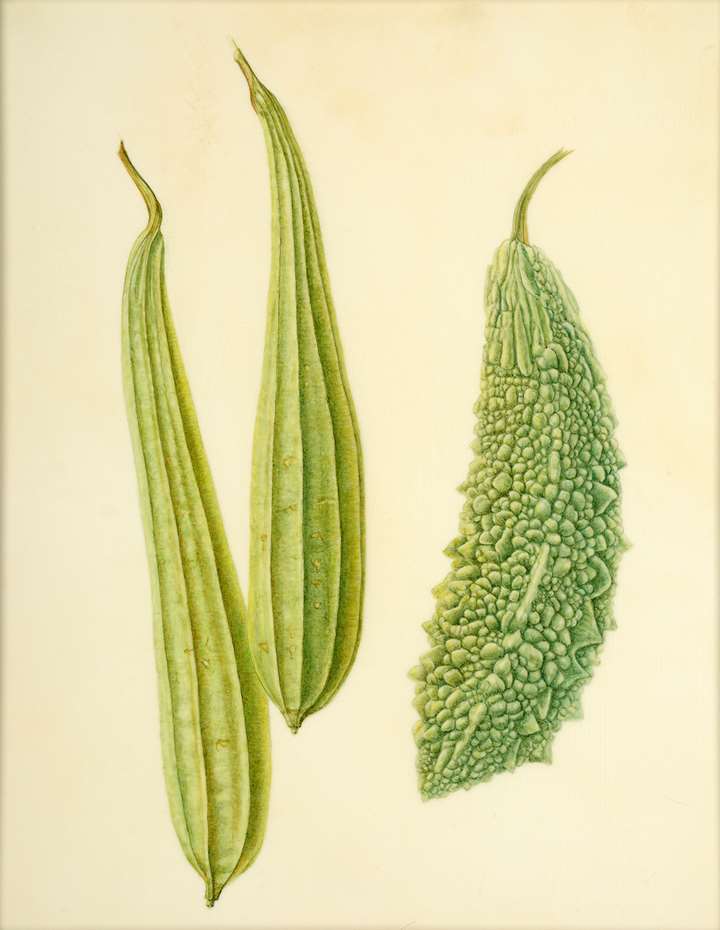 Ridge Gourds, Bitter Gourd